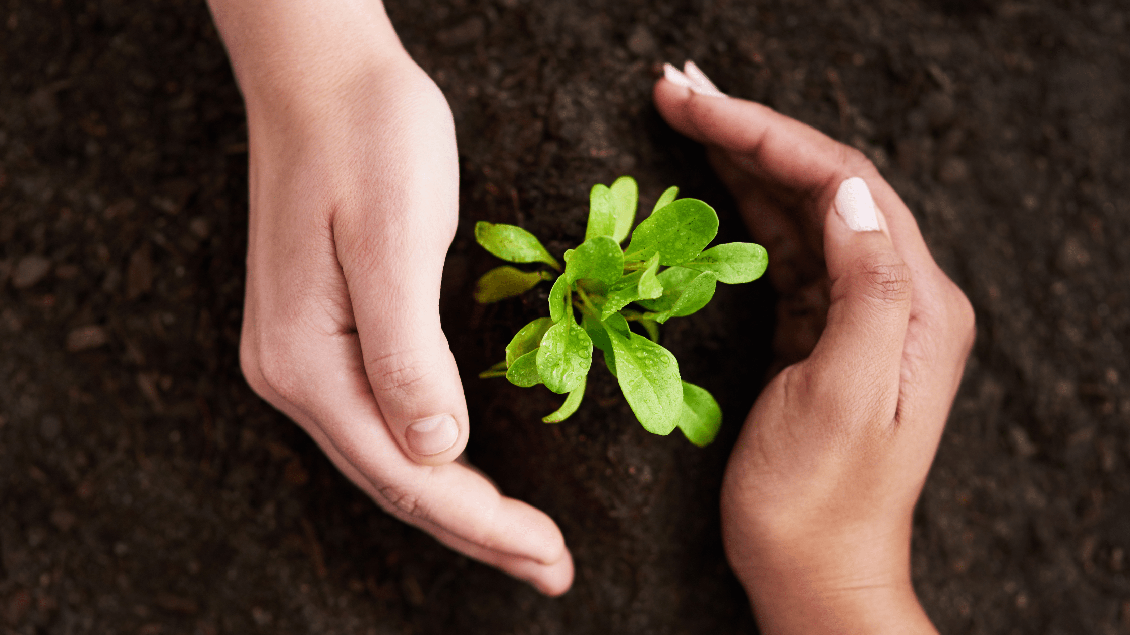 Value Creed - Our Pledge For Future